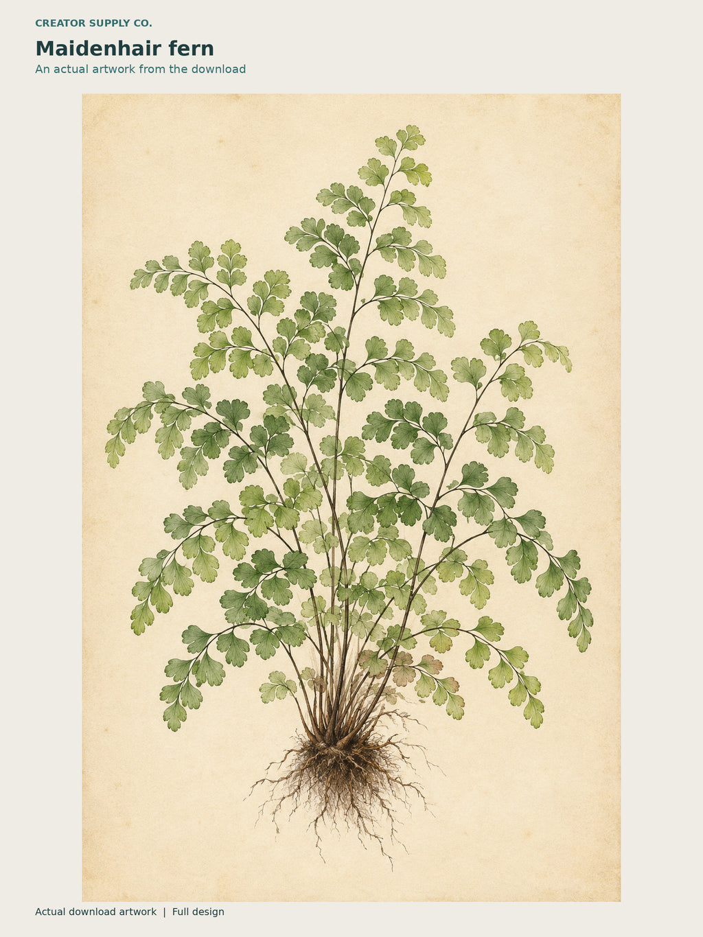 Botanical Illustration Set of 6 – botanical artwork of a maidenhair fern with visible roots against a warm paper background