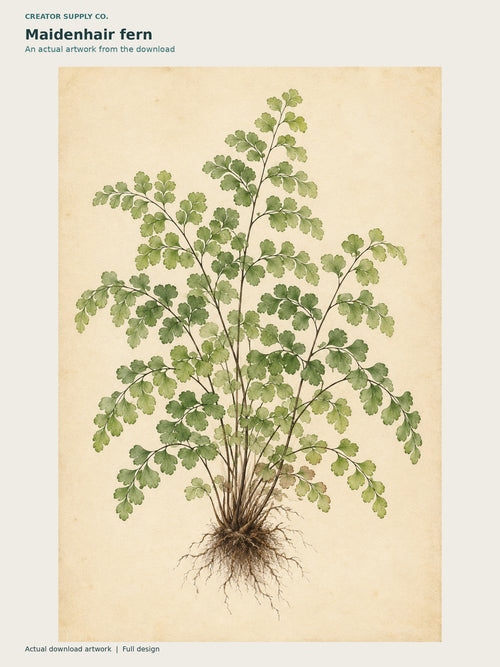 Botanical Illustration Set of 6 – botanical artwork of a maidenhair fern with visible roots against a warm paper background