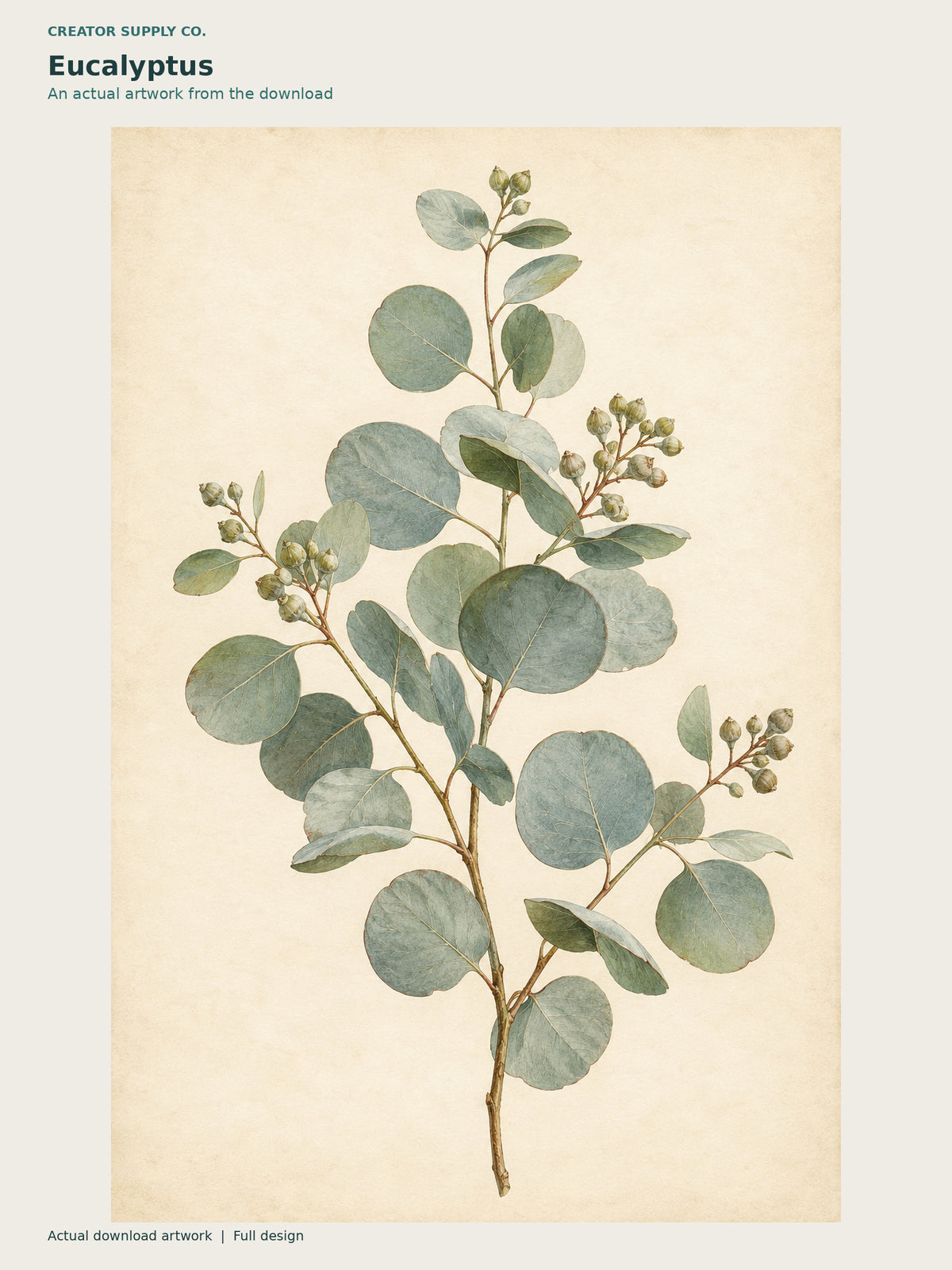 Botanical Illustration Set of 6 – botanical artwork of an eucalyptus branch with rounded green leaves against warm paper